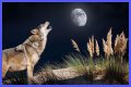 Howl at the moon